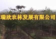 瑞欣農(nóng)林發(fā)展有限公司